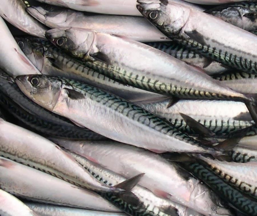 Blast Frozen Whole Mackerel